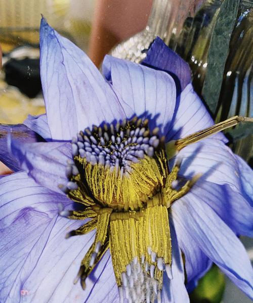 蓝莲花代表什么人？蓝莲花的象征意义有哪些？