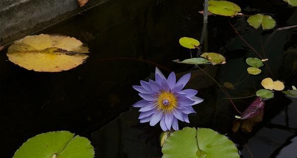 蓝莲花代表什么人？蓝莲花的象征意义有哪些？