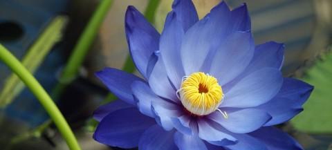 蓝莲花代表什么人？蓝莲花的象征意义有哪些？