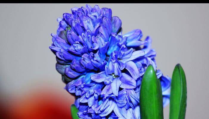 蓝色风信子代表什么？花语有哪些含义？