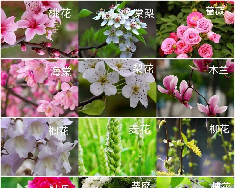 粉龙花一年开几次？开花时间是什么时候？