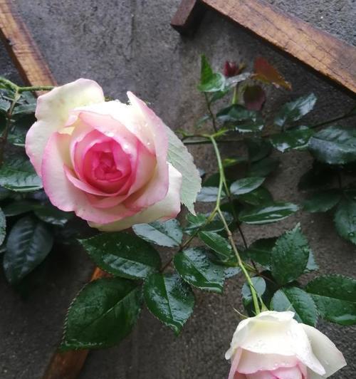 粉龙花一年开几次？开花时间是什么时候？