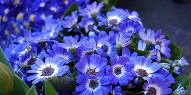 蓝色菊花代表什么？它的花语和寓意有哪些？