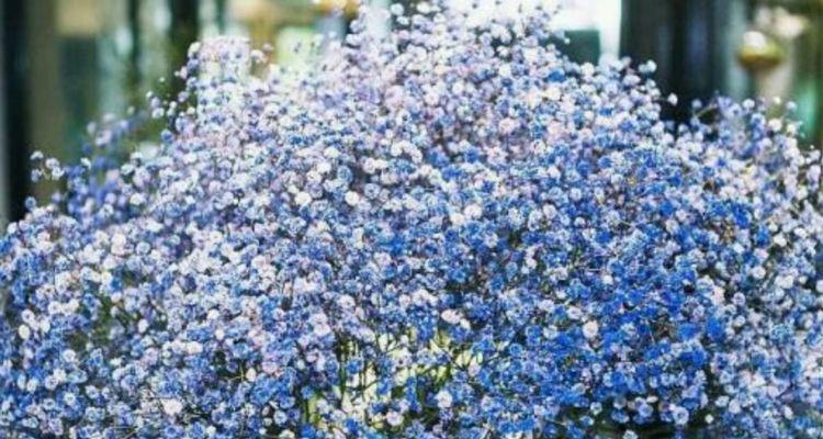 蓝色满天星花语寓意是什么？如何正确解读？