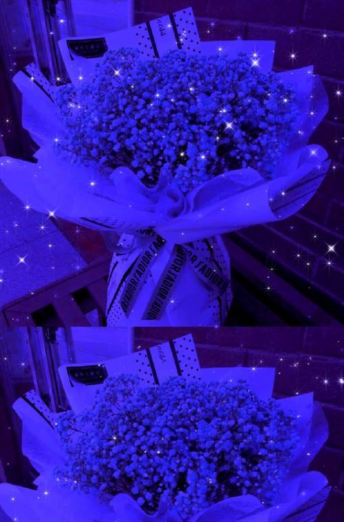 蓝色满天星花语寓意是什么？如何正确解读？