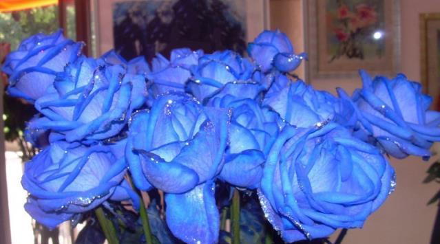 蓝色玫瑰代表什么？花语含义有哪些？