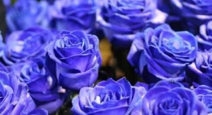 蓝色玫瑰代表什么？花语含义有哪些？