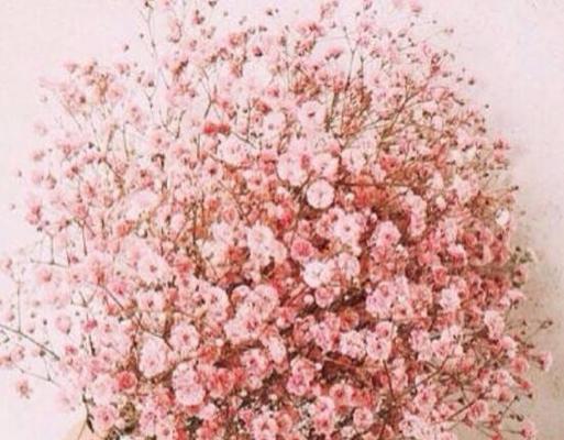 粉色满天星的寓意和花语是什么？