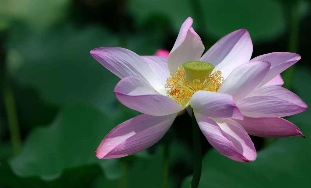 莲花象征着什么意义？如何理解莲花的文化与精神象征？