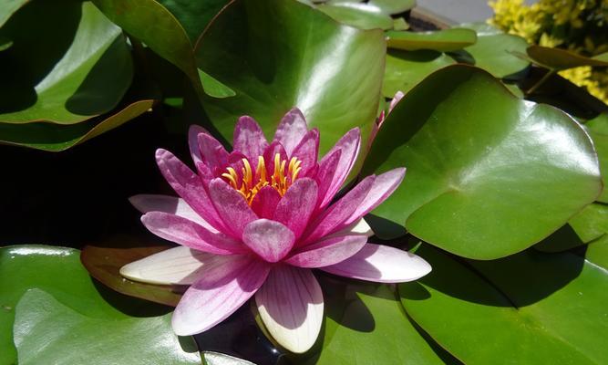 莲花象征着什么意义？如何理解莲花的文化与精神象征？