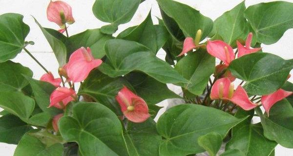 粉掌的花语代表什么？如何正确理解粉掌的花语含义？