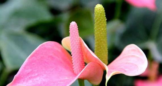 粉掌的花语代表什么？如何正确理解粉掌的花语含义？