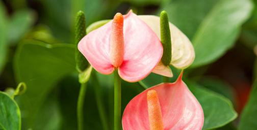 粉掌的花语代表什么？如何正确理解粉掌的花语含义？
