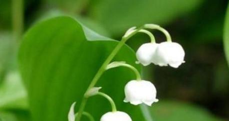 铃兰花语是什么意思？铃兰花代表的含义有哪些？