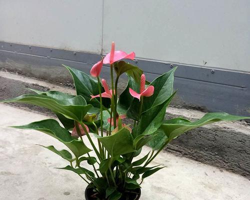 粉掌好养吗？养殖方法和养护要点是什么？
