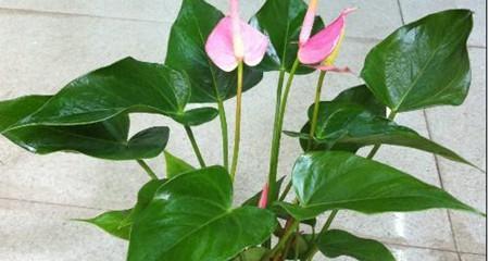 粉掌浇水频率是多少？如何正确养护粉掌？