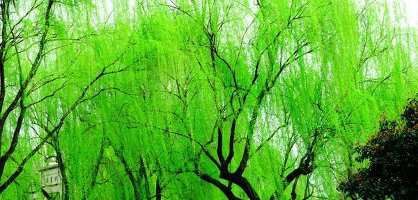 柳树在风水中代表什么？如何利用柳树改善家居风水？