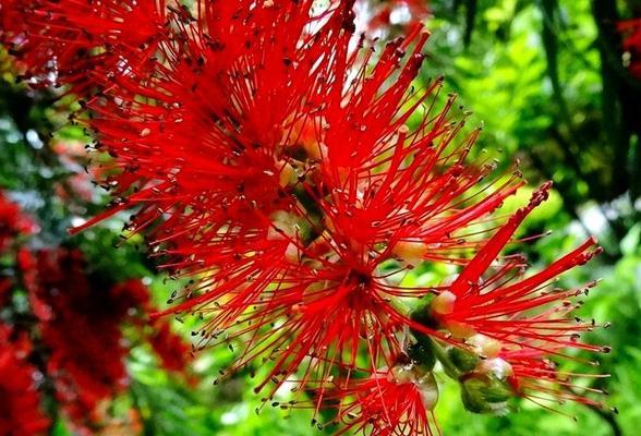 柳树开花有什么风水讲究？柳树开花的寓意是什么？