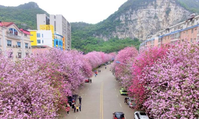 柳州市花洋紫荆象征什么？洋紫荆寓意有哪些？
