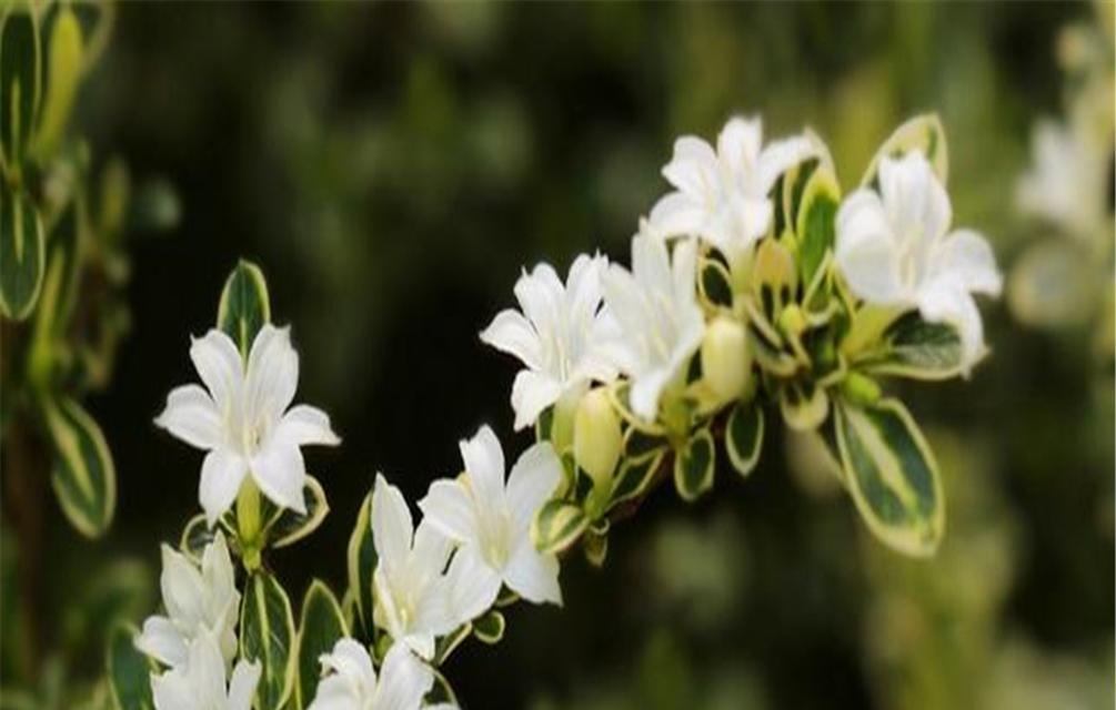 六月雪的花语是什么？它的寓意有哪些常见问题？