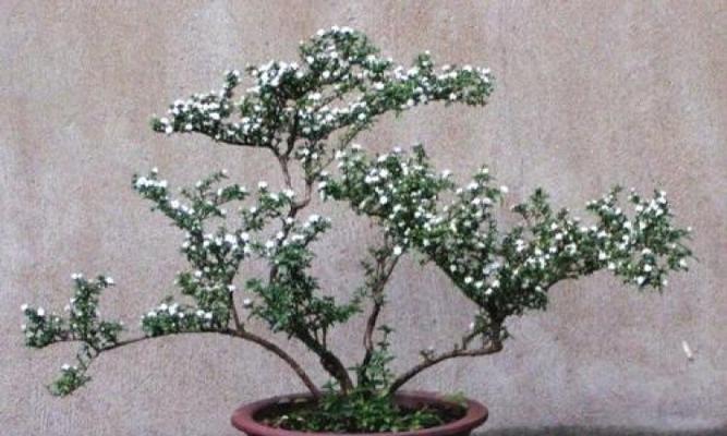 六月雪的花语是什么？它的寓意有哪些常见问题？