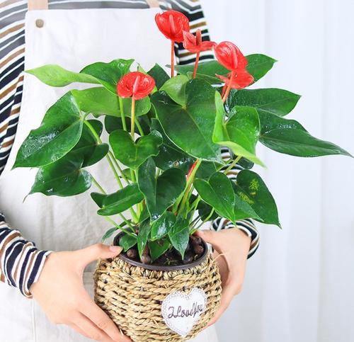 粉掌养殖方法有哪些？如何确保粉掌健康生长？