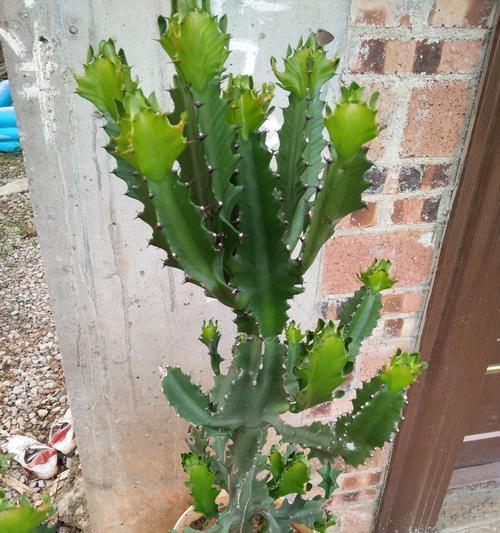龙骨花在风水中代表什么？它有哪些作用和效果？