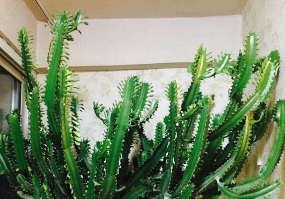 龙骨花在风水中代表什么？它有哪些作用和效果？