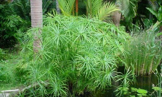 风车草养殖需要注意什么？如何正确养殖风车草？