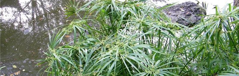 风车草适合家里养吗？室内养护需要注意什么？
