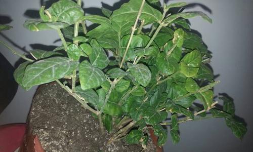 风车茉莉掉叶子怎么办？如何有效预防和处理？