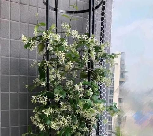 风车茉莉掉叶子怎么办？如何有效预防和处理？