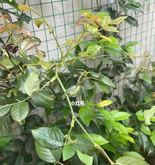 风车茉莉掉叶子怎么办？如何有效预防和处理？