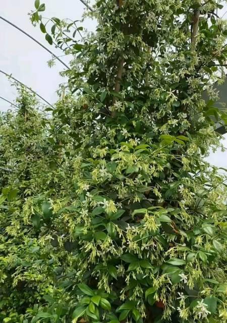 风车茉莉冬天落叶吗？如何正确养护过冬？