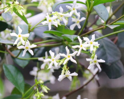 风车茉莉冬天落叶吗？如何正确养护过冬？