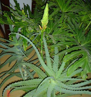 龙爪开花预示着什么意思？如何解读这一自然现象？