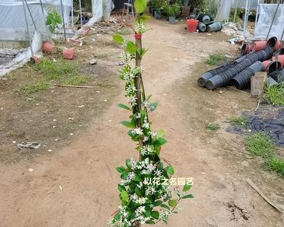 风车茉莉能耐受的最低温度是多少？如何在冬季保护风车茉莉？