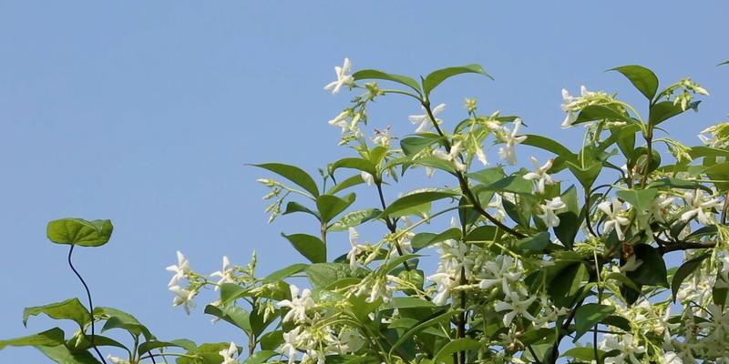 风车茉莉能耐受的最低温度是多少？如何在冬季保护风车茉莉？