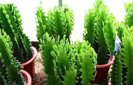 芦荟在风水中的寓意是什么？它象征着什么？