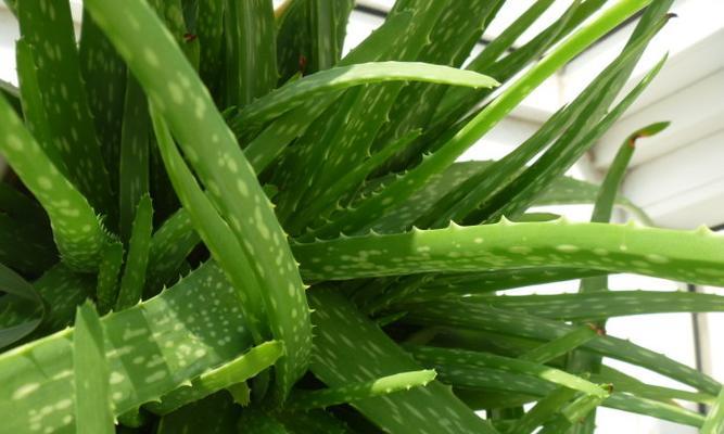 芦荟在风水中的寓意是什么？它象征着什么？