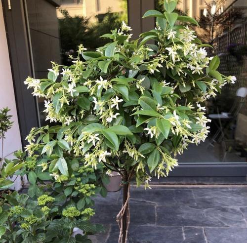 风车茉莉开花时间是什么时候？如何正确养护以促进开花？