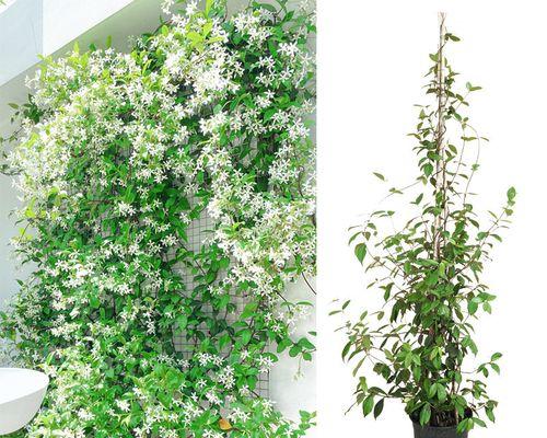 风车茉莉开花时间是什么时候？如何正确养护以促进开花？