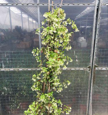 风车茉莉属于什么植物类型？草本还是木本？