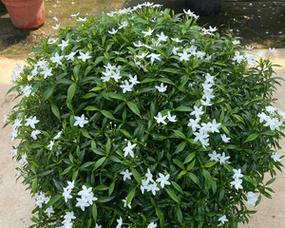 风车茉莉属于什么植物类型？草本还是木本？