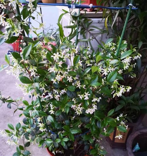 风车茉莉是多年生植物吗？种植和养护需要注意什么？