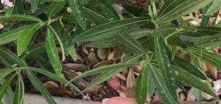 风车茉莉施肥指南：它喜欢什么肥料？