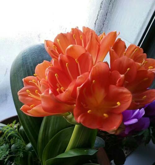 长春市花君子兰的花语寓意是什么？