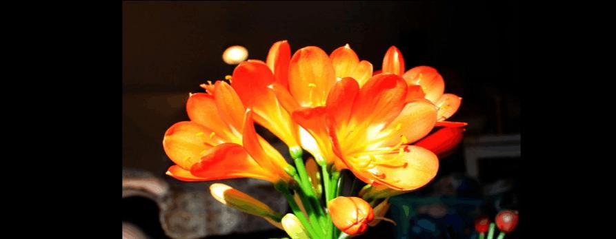 长春市花君子兰的花语寓意是什么？