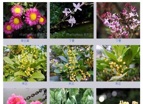 风车茉莉喜阴还是喜阳？如何正确养护风车茉莉？