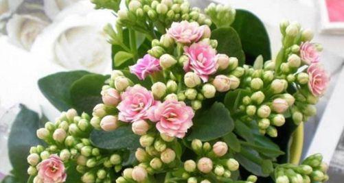 长寿花的花语是什么？如何正确养护长寿花？